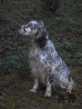 Setter Anglais ULLA DU PORT FILEN Setter Anglais ULLA DU PORT FILEN